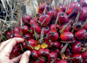 Harga Sawit Lesu, Petani Swadaya Kecewa