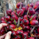 Harga Sawit Lesu, Petani Swadaya Kecewa