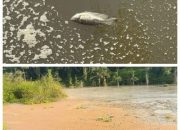 Ikan Mati, Bau Busuk dan Warna Sungai Hitam Berbusa Diduga Limbah Dari Perusahaan PT AMP