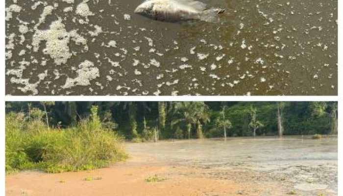 Ikan Mati, Bau Busuk dan Warna Sungai Hitam Berbusa Diduga Limbah Dari Perusahaan PT AMP