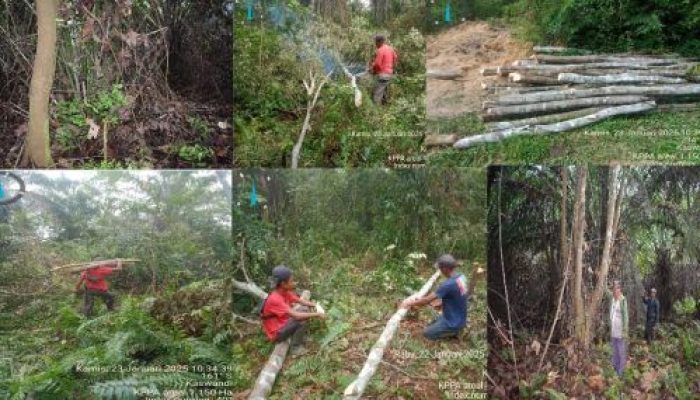 Dianggap Lempar Batu Sembunyi Tangan Kuasa Hukum KOPPSA-M Segera Laporkan PTPN IV Regional 3 ke Kejagung