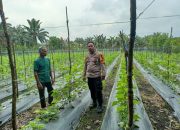 Polres Kampar Lakukan Pengecekan Perkarangan Ketahanan Pangan di Sungai Pagar