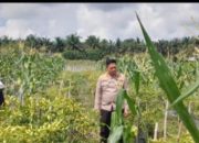 Kapolsek Tapung Hilir Dorong Kemandirian Pangan, Motivasi Warga Desa Kijang Makmur