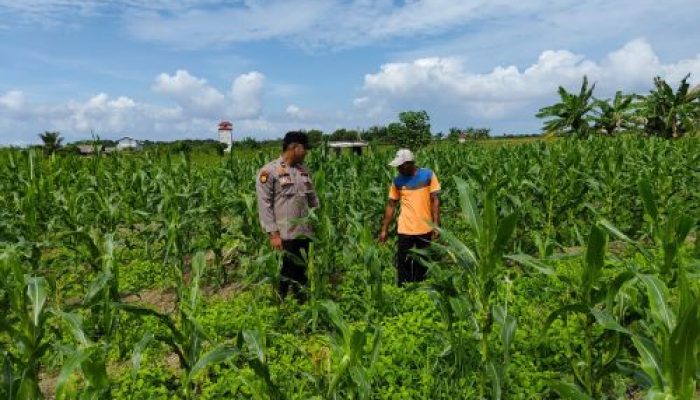 Polsek Kuala Kampar Lakukan Pengawasan Ketahanan Pangan di Desa Teluk Bakau Kuala Kampar
