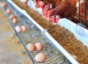 DLH Bareng Disnak Sidak ke PT Tangkil Farm Cidahu, Terkait Limbah dan Wabah Lalat 