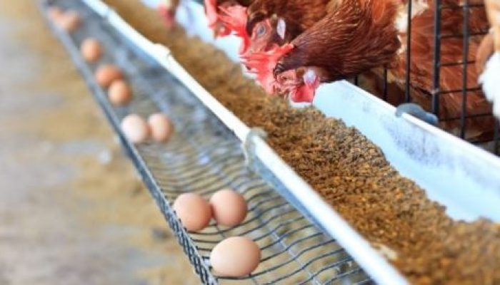 DLH Bareng Disnak Sidak ke PT Tangkil Farm Cidahu, Terkait Limbah dan Wabah Lalat 