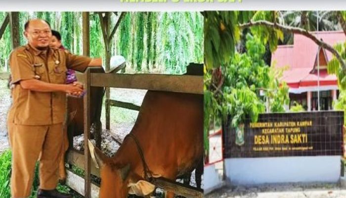 Sungguh Ironis, Anggaran Pengadaan Sapi di Desa Indra Sakti Terindikasi Dikorupsi Oleh Pj Kades