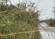 Ilalang dan Rumput Tumbuh Subur Diatas Trotoar Jalan Lingkar Bangkinang
