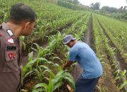 Pantau Kebun Jagung, Dukung Ketahanan Pangan dan Jaga Kamtibmas di Desa Sialang Kubang