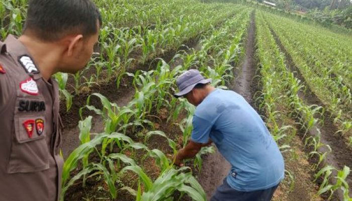 Pantau Kebun Jagung, Dukung Ketahanan Pangan dan Jaga Kamtibmas di Desa Sialang Kubang