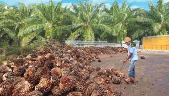Harga TBS Kelapa Sawit Mitra Swadaya di Riau Rp 3.616,46 per Kg