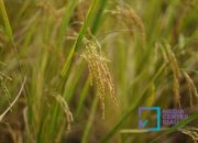 Produksi Padi di Riau Awal Tahun 2025 Alami Kelonjakan Hampir Disemua Daerah