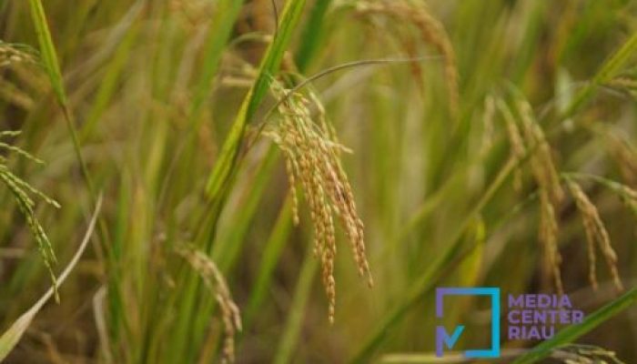 Produksi Padi di Riau Awal Tahun 2025 Alami Kelonjakan Hampir Disemua Daerah