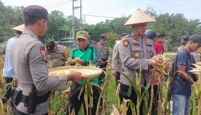 Dukung Ketahanan Pangan Nasional, Polsek Tanah Putih Panen Jagung Bersama Kelompok Tani Binaan Bhabinkamtibmas Cempedak Rahuk