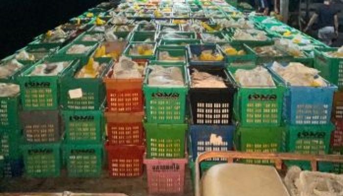 Puluhan Ribu KG Buah Mangga Asal Thailand Ilegal Berhasil di Gagalkan Bea Cukai Tembilahan 