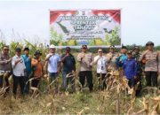 Realisasikan Program Ketahanan Pangan Polres Dumai Laksanakan Panen Raya Jagung Serentak Tahap II