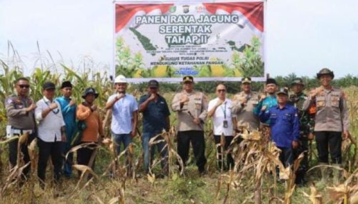 Realisasikan Program Ketahanan Pangan Polres Dumai Laksanakan Panen Raya Jagung Serentak Tahap II