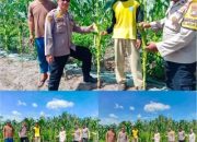 Melalui Bagian SDM Jajaran Polres Dumai Laksanakan Pengecekan Perkembangan Tanaman Jagung di Kelurahan Mekar Sari