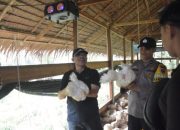 Peternak Ayam Potong Sukses, Raup Omzet Puluhan Juta