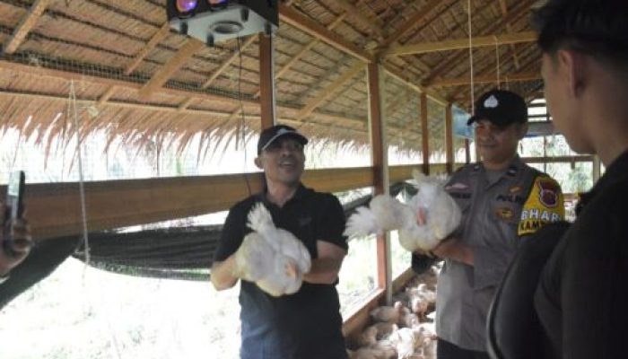 Peternak Ayam Potong Sukses, Raup Omzet Puluhan Juta