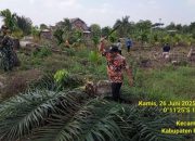 Kades Air Hitam Didampingi Satgas PKH Tebas Pohon Sawit Dibawah Umur 5 Tahun Di Kawasan TNTN