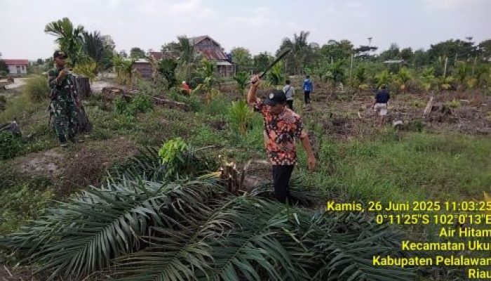 Kades Air Hitam Didampingi Satgas PKH Tebas Pohon Sawit Dibawah Umur 5 Tahun Di Kawasan TNTN