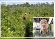 Antara Kelestarian dan Kemanusiaan di Kawasan TNTN