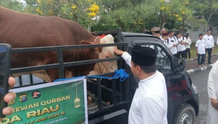 Polda Riau Kurban 151 Sapi dan 48 Kambing di Bagikan Ke Masjid dan Pesantren