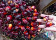 Harga Kelapa Sawit Mitra Plasma Naik Lagi, Minggu ini Jadi Rp3.563 per Kg
