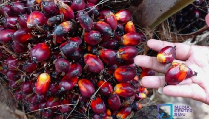 Harga Kelapa Sawit Mitra Plasma Naik Lagi, Minggu ini Jadi Rp3.563 per Kg