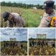Bentu Dukungan Swasembada Pangan Jajaran Polsek Bukit Kapur Hadiri Panen Raya Jagung