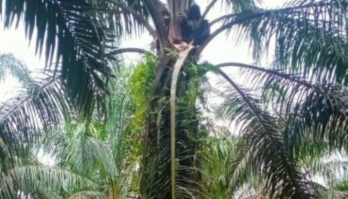 Aksi Ninja Sawit Marak di Desa Kuntu Darusalam Meresahkan Para Petani Kebun Sawit, Diduga Feron Sawit Menjadi Penampung Hasil Pencurian Buah Sawit
