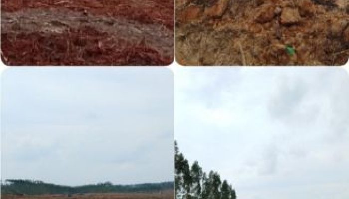 Diduga Abaikan Putusan Mahkamah Agung, PT Arara Abadi Masih Lakukan Penumbangan di Lahan Sengketa