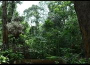 Pemuda Kampar Ajak Masyarakat Pahami Risiko KSO PT Agrinas terhadap Program PPTKH–TORA