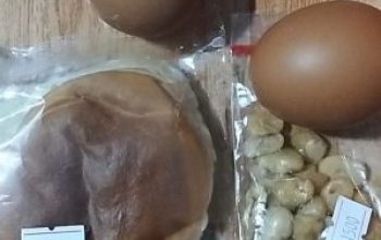 Diduga Tak Sampai Rp10 Ribu, Menu MBG MTS Nurul Jadid di Tapung Disorot Orang Tua Murid