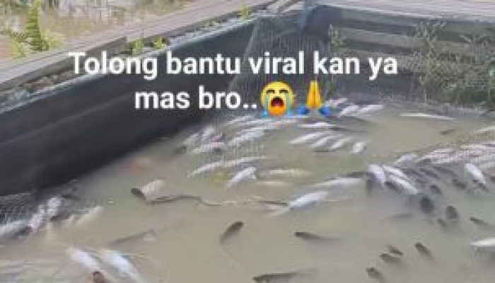 Tragedi Berulang di Sungai Tapung: Limbah Diduga Biang Kematian Massal Ikan Keramba
