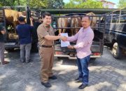 Persiapan Idul Adha 1447 Hijriah di Bangkinang, Hingga kini 57 Hewan Kurban Siap Disembelih