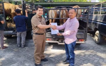 Persiapan Idul Adha 1447 Hijriah di Bangkinang, Hingga kini 57 Hewan Kurban Siap Disembelih