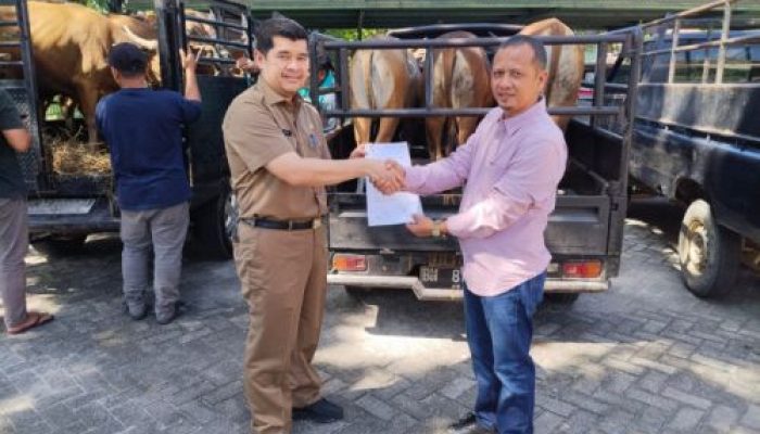 Persiapan Idul Adha 1447 Hijriah di Bangkinang, Hingga kini 57 Hewan Kurban Siap Disembelih