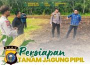 Dukung Ketahanan Pangan, Kapolsek Bengkalis Gandeng Pemdes Kelebuk  Dorong Budidaya Jagung Pipil
