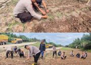 Dukung Ketahanan Pangan Nasional Kapolsek Sungai Sembilan Beserta Anggotanya Tinjau Lahan Tanaman Jagung Pipil Milik Warga