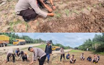 Dukung Ketahanan Pangan Nasional Kapolsek Sungai Sembilan Beserta Anggotanya Tinjau Lahan Tanaman Jagung Pipil Milik Warga