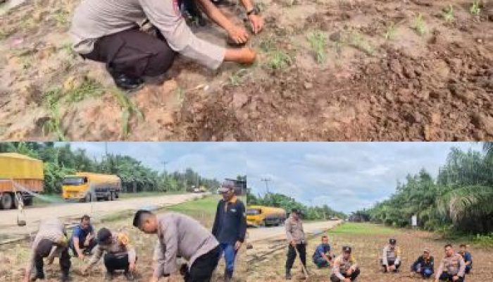 Dukung Ketahanan Pangan Nasional Kapolsek Sungai Sembilan Beserta Anggotanya Tinjau Lahan Tanaman Jagung Pipil Milik Warga