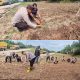 Dukung Ketahanan Pangan Nasional Kapolsek Sungai Sembilan Beserta Anggotanya Tinjau Lahan Tanaman Jagung Pipil Milik Warga
