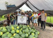 Bhabinkamtibmas Kelurahan Kampung Baru Hadiri Panen Raya Semangka Kelompok Tani Cipta Karya Abadi