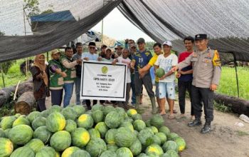 Bhabinkamtibmas Kelurahan Kampung Baru Hadiri Panen Raya Semangka Kelompok Tani Cipta Karya Abadi