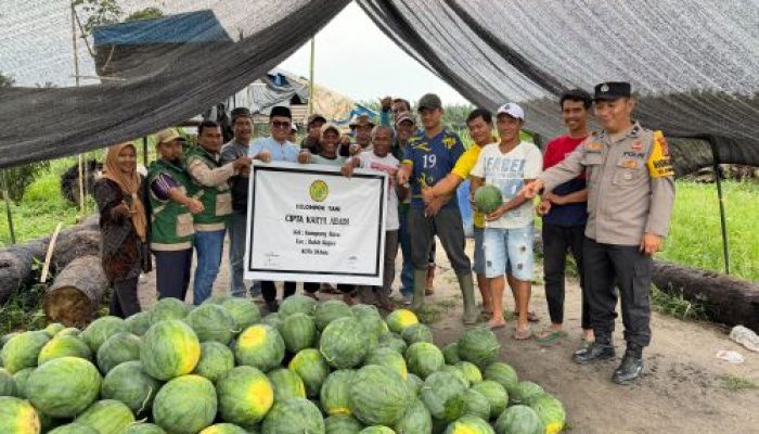 Bhabinkamtibmas Kelurahan Kampung Baru Hadiri Panen Raya Semangka Kelompok Tani Cipta Karya Abadi