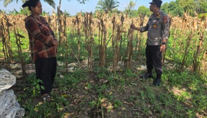 Wakapolsek Tapung Melakukan pengecekan Lahan tanaman Jagung Pipil di Desa Karya Indah