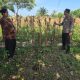 Wakapolsek Tapung Melakukan pengecekan Lahan tanaman Jagung Pipil di Desa Karya Indah