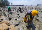 Jaga Kelestestarian Pantai Dan Ekosistem Laut, PT Pacific Indopalm Industries Kembali Tanam 1,000 Pohon Mangrove